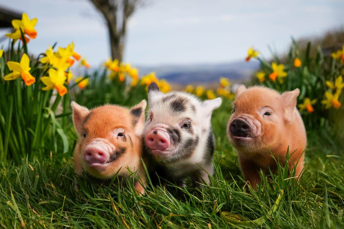 Pennywell Farm Image