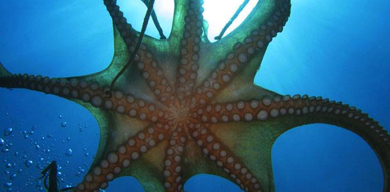 Blue Planet Aquarium Image