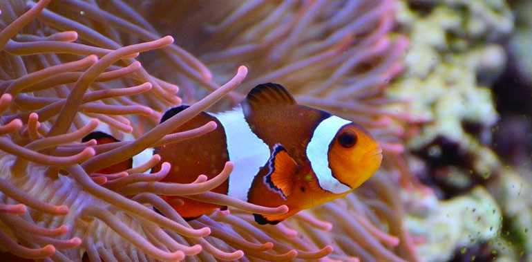 Bristol Aquarium Image