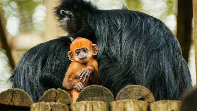 Twycross Zoo Image
